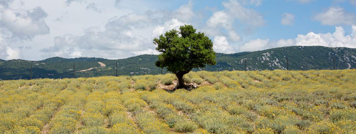 Strohblumenplantage